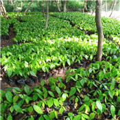Cocoa Seedlings