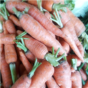 Fresh Carrot
