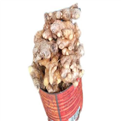 Fresh Ginger 1/2 Paint