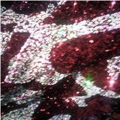 Flowered Sequins Sample Lace - Per yard