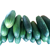 Fresh Cucumber