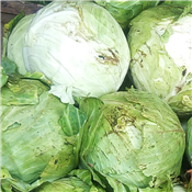 Fresh Cabbage Green