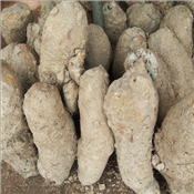 New Yam Tuber per 1