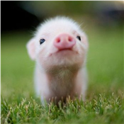 Piglet