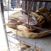 Cod head without ear