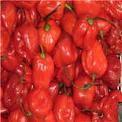 FRESH PEPPER (HOT) PER KG