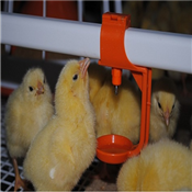 Poultry Equipment of Chicken Breeder, Broiler Nipple Drinking Line