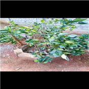 Sweet orange seedlings