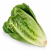 Chinese Cabbage