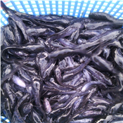 Catfish Fingerlings