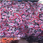 Stylish Sequence Sample Lace