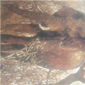 elephant design center rug 5 by 3