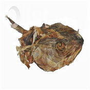 STOCKFISH HEAD