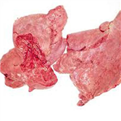 OX LUNG PER KG