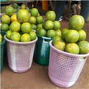 Sweet Orange 1 Plastic Basket