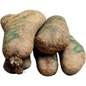 YAM TUBER