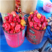 Fresh Pepper 1/2 Paint