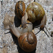 SNAIL PER PACK