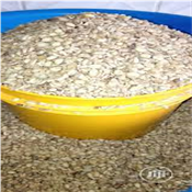 A paint of Breadfruit(Ukwa) 