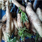 Fresh Radish for sauce