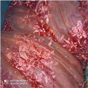 SIMPLE LACE MATERIAL(1 YARD)