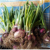 Fresh Spring Onion 1 bunch