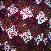 VELVET SEQUINS FABRIC