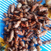 Turmeric Seed
