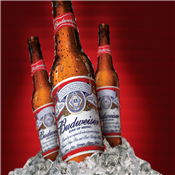 600ML BUDWEISER 