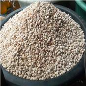 Patasco Beans 1 Paint