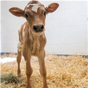 Live Healthy Baby Cow (Calf)