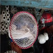 Pan Net Landing Match Carp