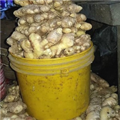 Fresh Ginger 1 Paint 