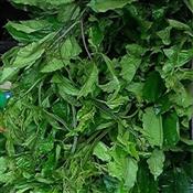 Fresh Ugu (Pumpkin), 1 bundle