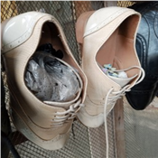 Men's Quality Okay Shoe 